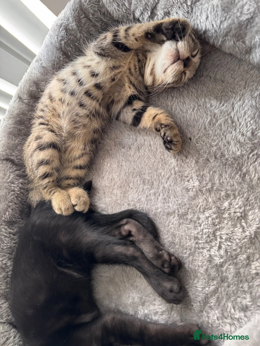 Bengal cats for sale: Bengal kittens  in Swindon - Advert 2