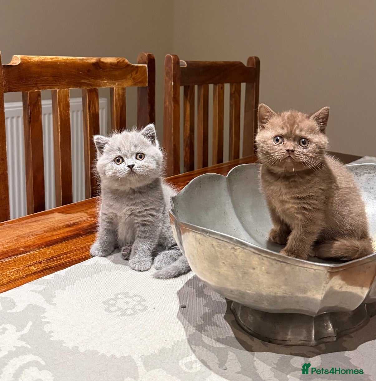 British Shorthair cats Stunning British short hair kittens  - Advert 1
