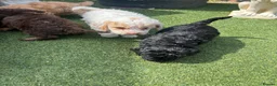 Cockapoo dogs for sale: Teddy bear cockapoos  - Advert 3