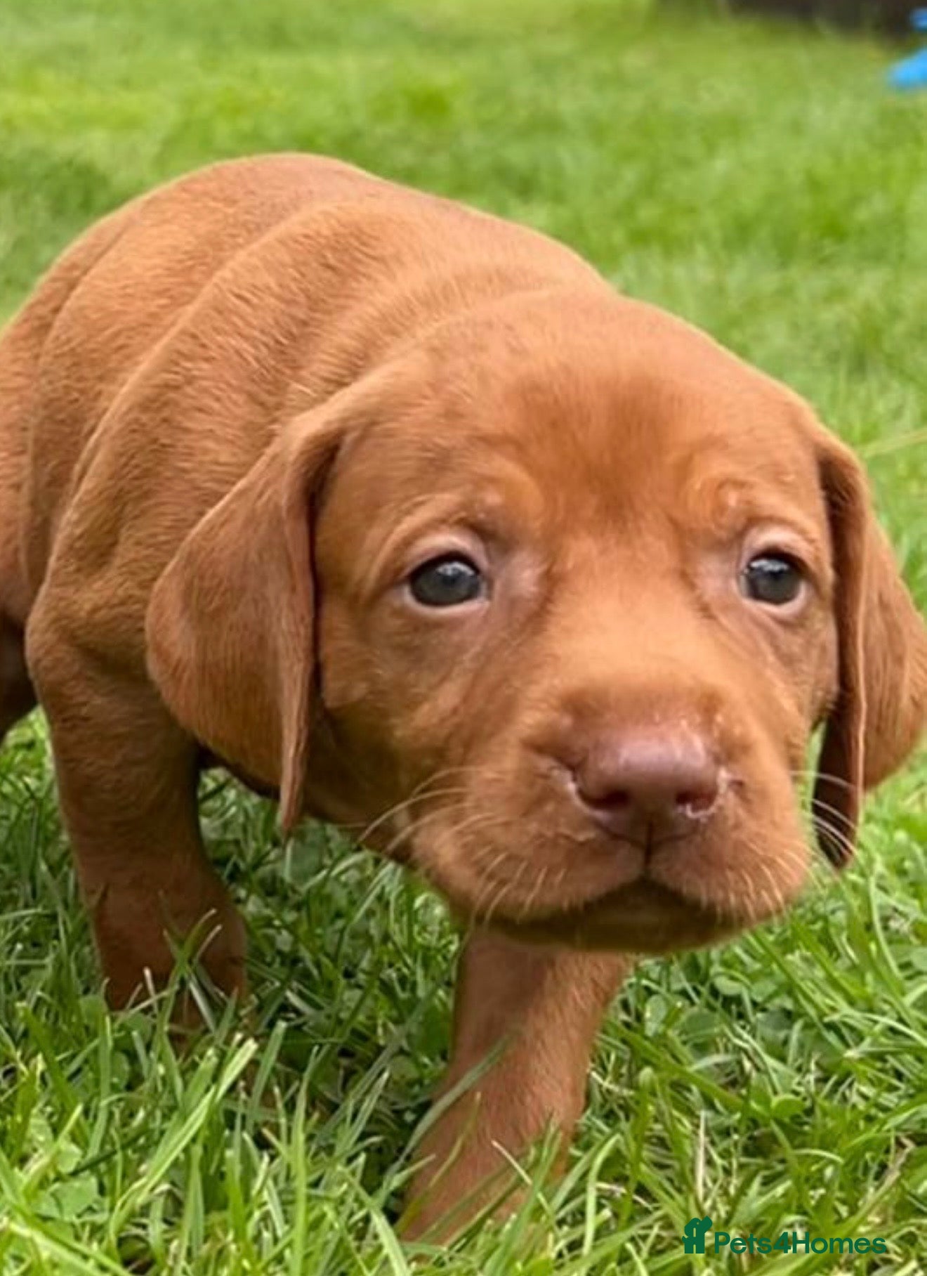 Hungarian Vizsla dogs Beautiful Hungarian Vizsla puppies  - Advert 2