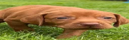 Hungarian Vizsla dogs for sale: ⭐️1 boy Available KC Hungarian Vizsla - Advert 28