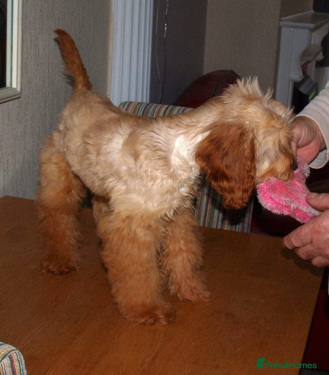 Cockapoo dogs for sale: Cockerpoo Puppy 5mths old - Image 6