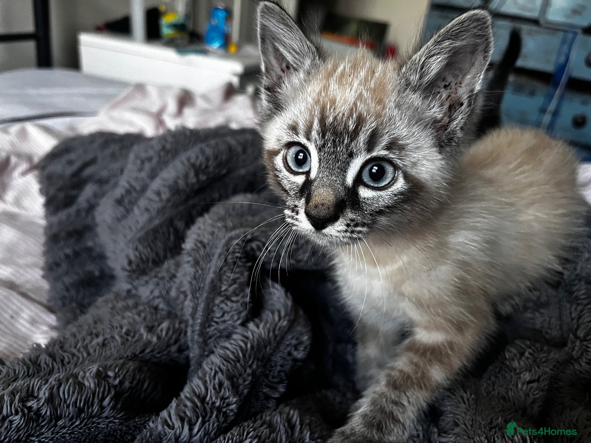 Mixed Breed cats 10 week old kitten - Advert 3