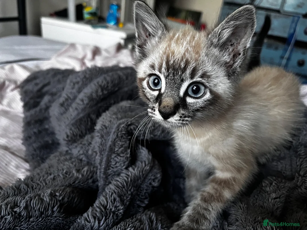 Mixed Breed cats for sale: 10 week old kitten in Banwell - Advert 1