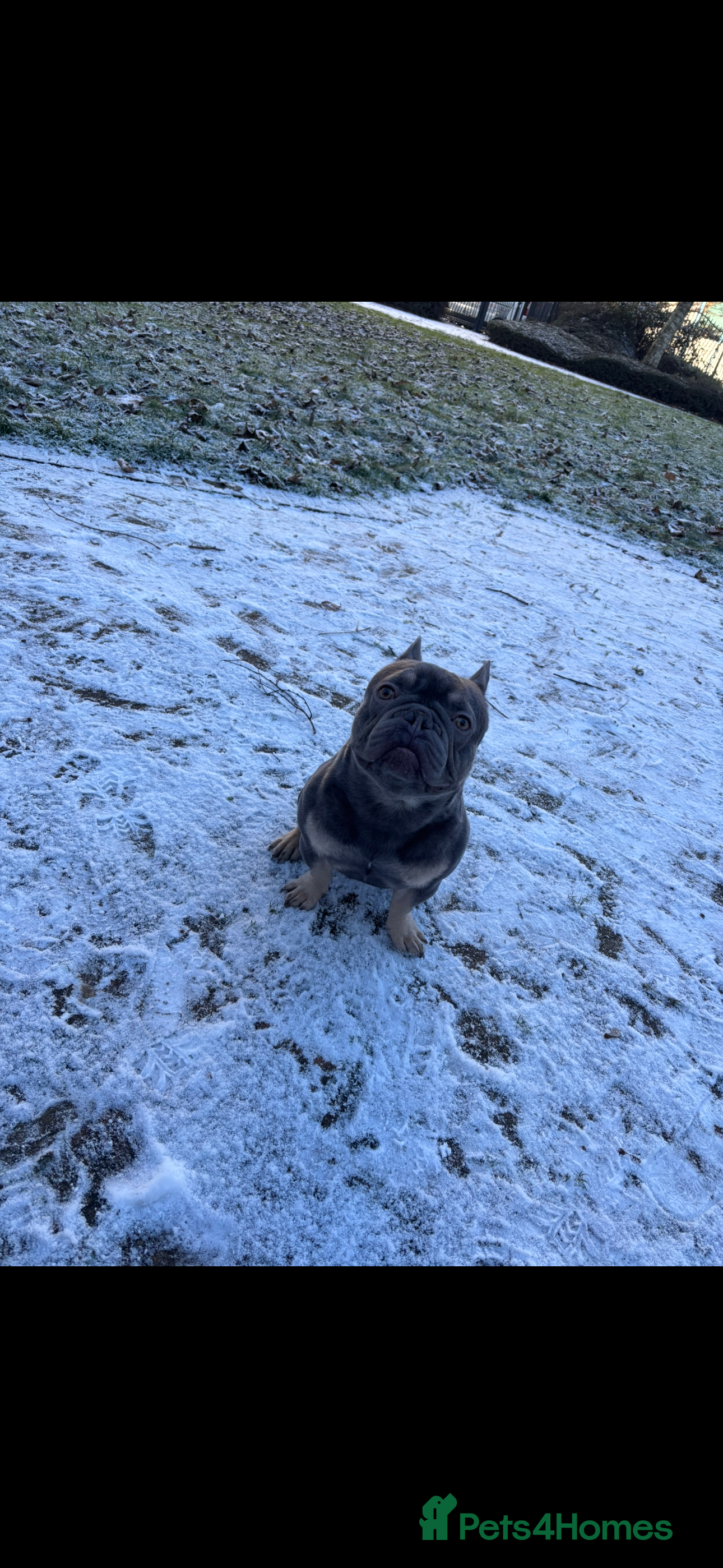 French Bulldog dogs French bulldog  - Advert 1