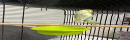 Budgerigars birds for sale: One single budgie for sale  in Barnsley - Advert 3