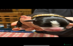 Whippet dogs for sale: Beautiful Whippet Pups - Image 8