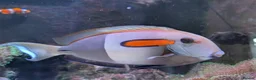 Other/Mixed Breed fish for sale: Orange Shoulder Tang & Cream Angelfish Marine Fish in Hailsham - Advert 3