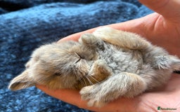 Mini Lop rabbits for sale: Pure Bred Mini Lop babies - Advert 10