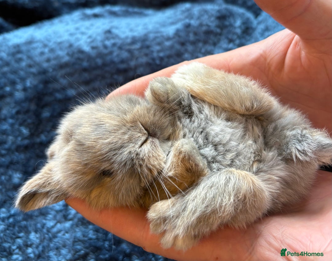 Mini Lop rabbits for sale: Pure Bred Mini Lop babies - Advert 10