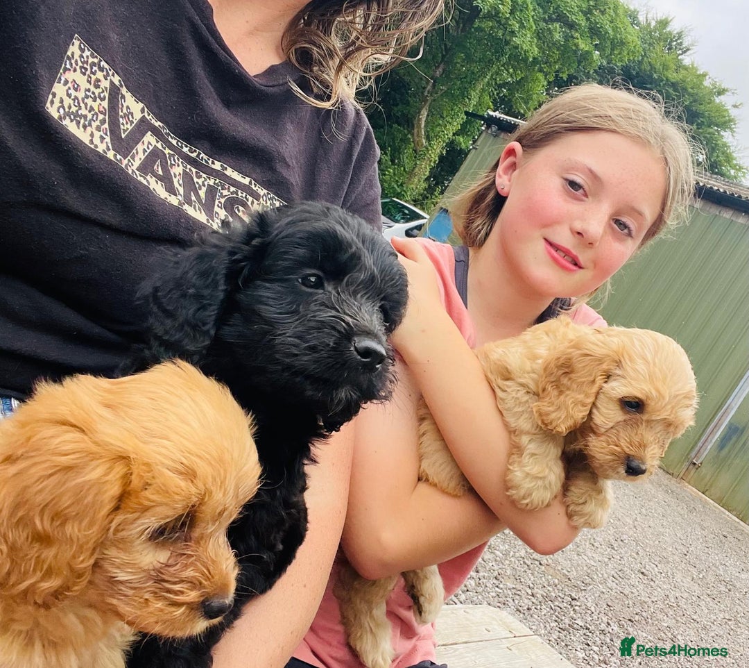 Cockapoo dogs for sale: F1 Miniature Phantom Cockapoos  READY NOW  in Chulmleigh - Image 21