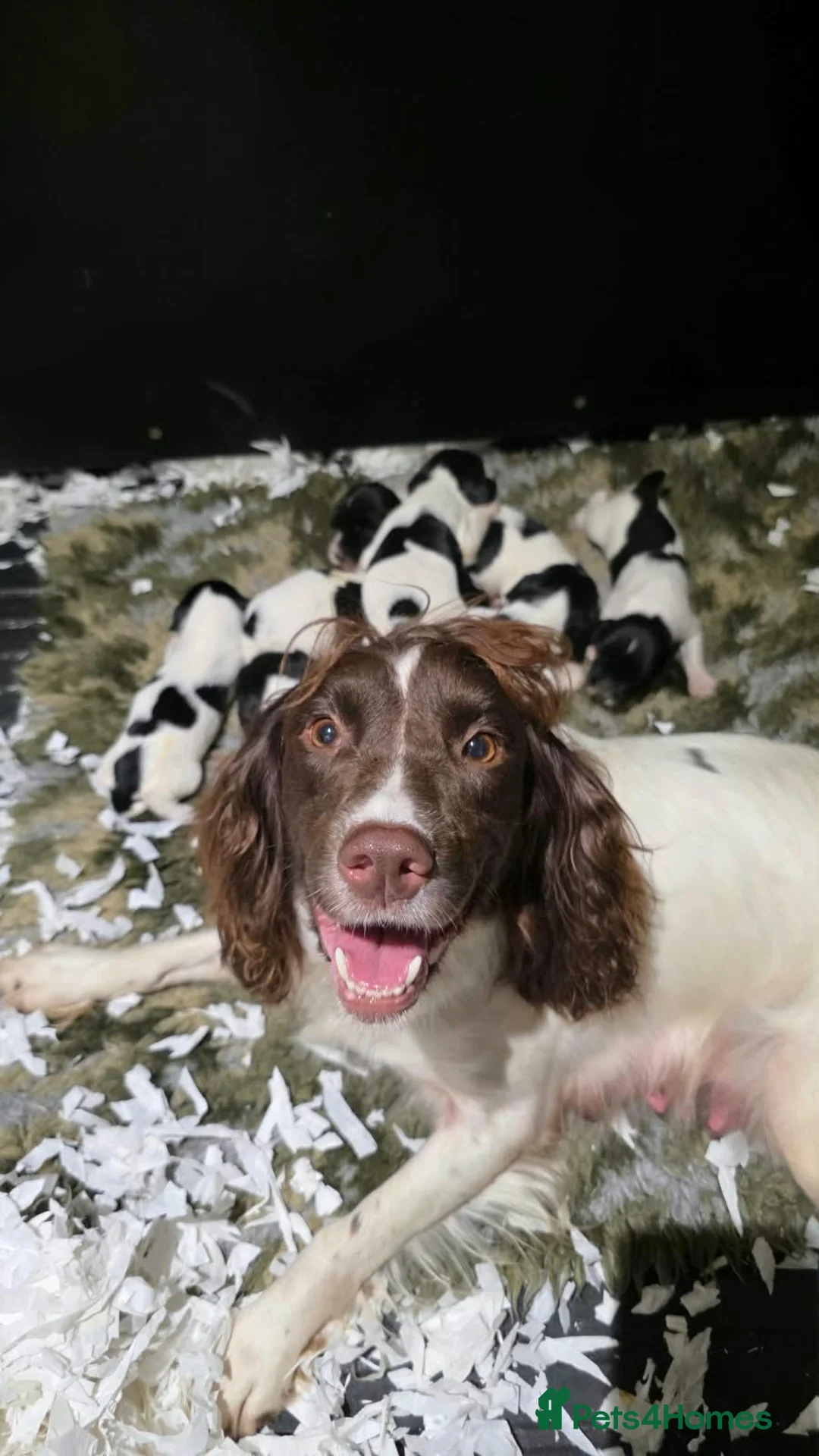 English Springer Spaniel dogs for sale: B/W PLAYFUL LITTER SPRINGER SPANIELS,HEALTH TESTED - Advert 2