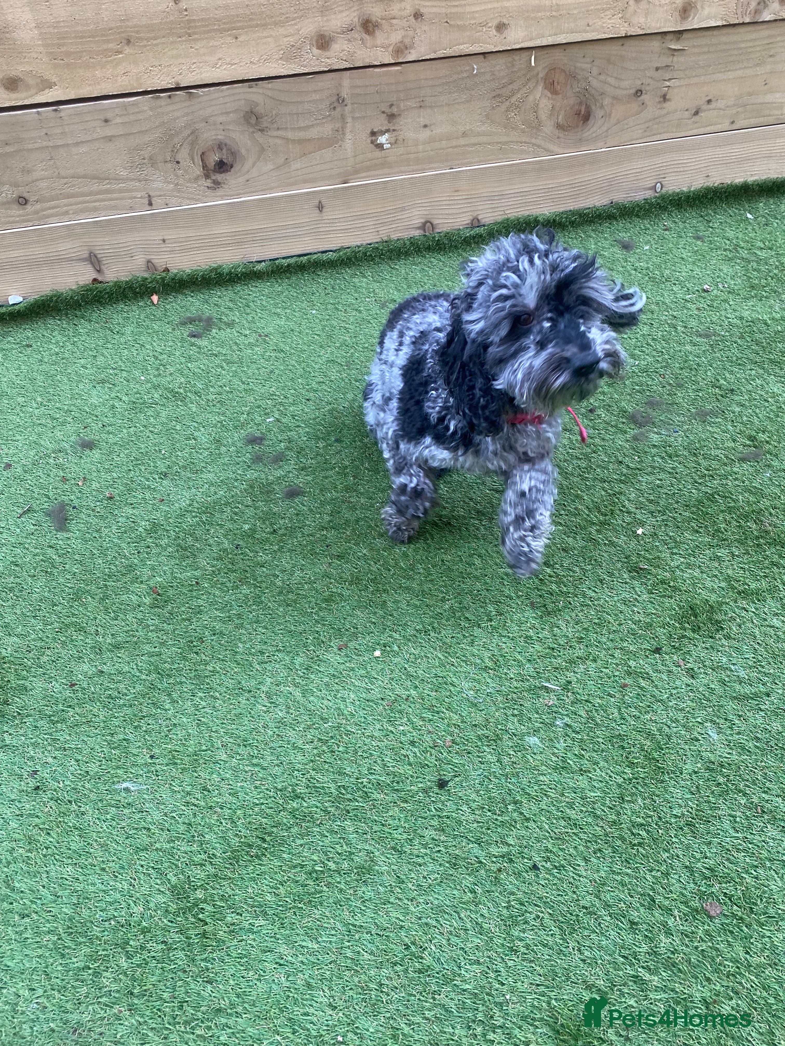 Cockapoo dogs Cockapoo 2 year old - Advert 1