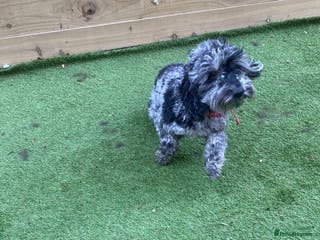 Cockapoo dogs Cockapoo 2 year old - Advert 4