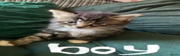 Mixed Breed cats for sale: Beautiful fluffy kittens ready for there new home - Advert 11