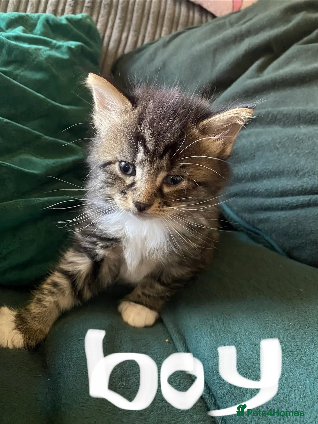 Mixed Breed cats for sale: Beautiful fluffy kittens ready for there new home - Advert 11
