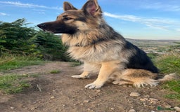 German Shepherd dogs for sale: Beautiful GSD pups - Image 24