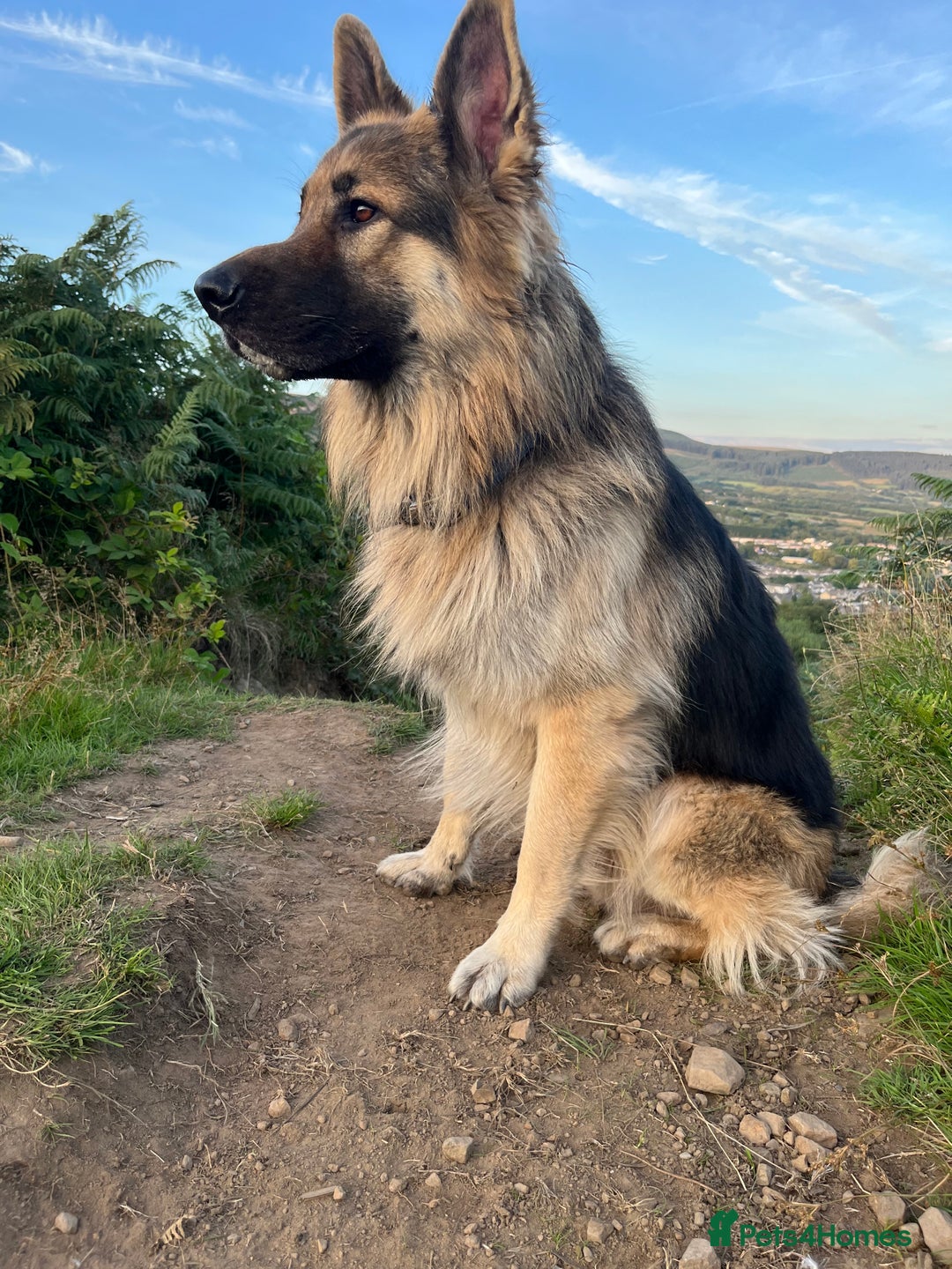 German Shepherd dogs for sale: Beautiful GSD pups - Image 24