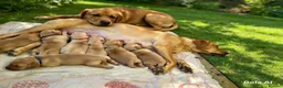 Labrador Retriever dogs for sale: Red fox labrador puppies  in Rotherham - Advert 5