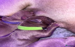 American Bully dogs for sale: Pocket bully puppy’s  - Image 21