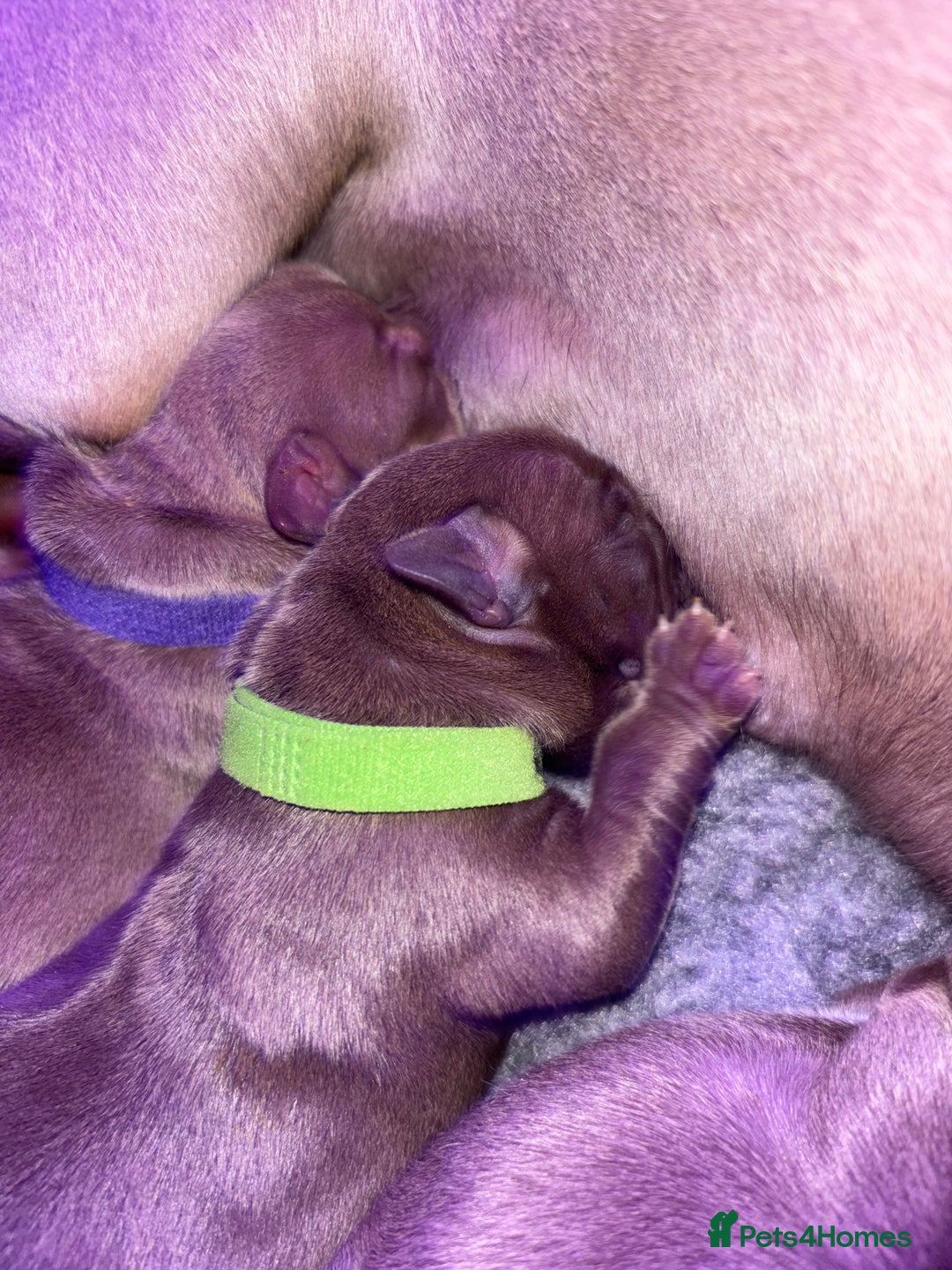 American Bully dogs for sale: Pocket bully puppy’s  - Image 21