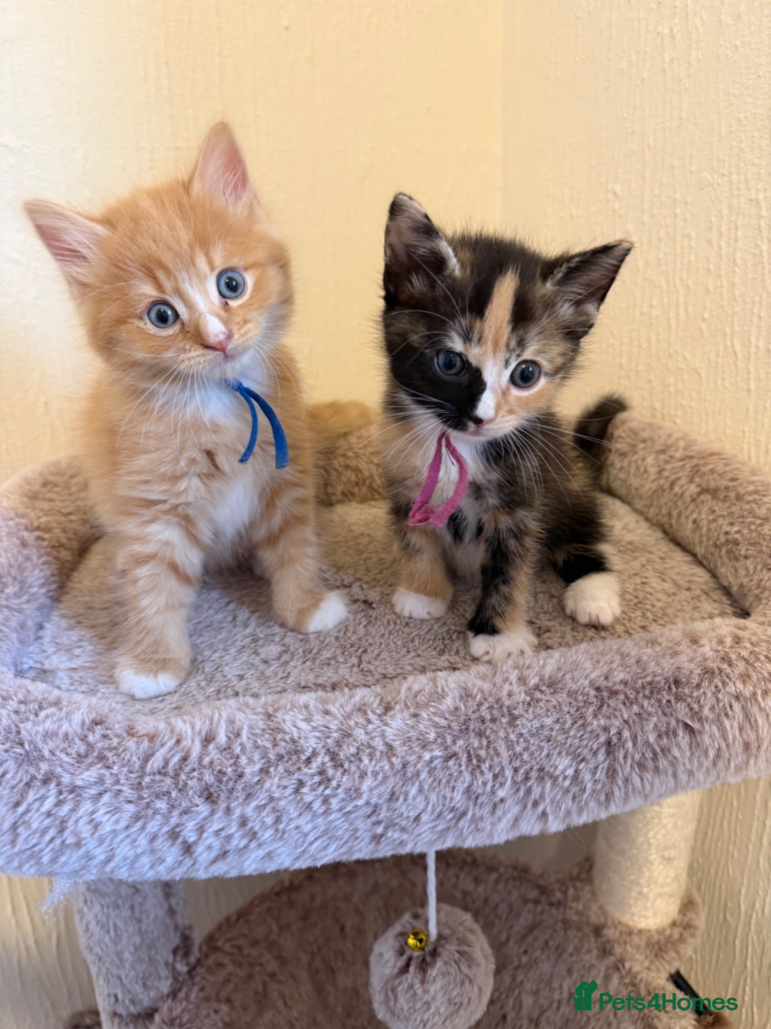 Domestic Shorthair cats Beautiful Kittens - 2 Left  - Advert 1