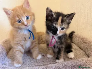 Domestic Shorthair cats Beautiful Kittens - Ready in 1 week - Advert 10