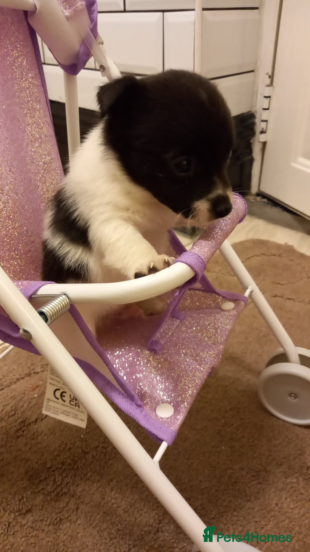 Mixed Breed dogs for sale: Jack Russell Pups in Braintree - Image 14