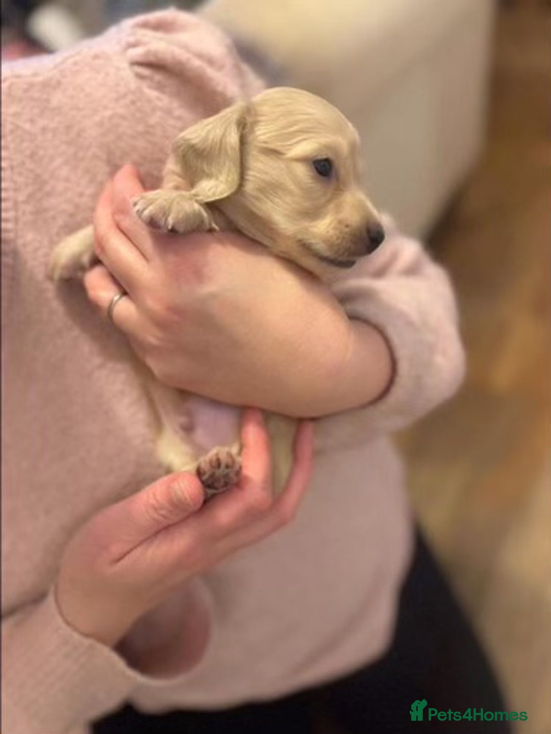 Miniature Dachshund dogs for sale: Cream Miniature long haired dachshunds - Advert 4