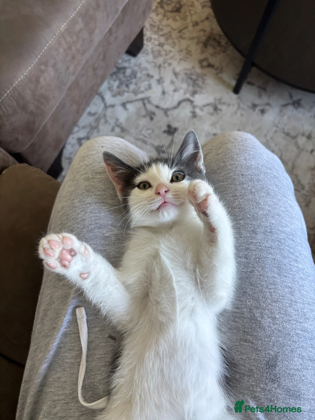 Ragdoll cats for sale: Ragdoll kitten for sale  in Loanhead - Advert 2