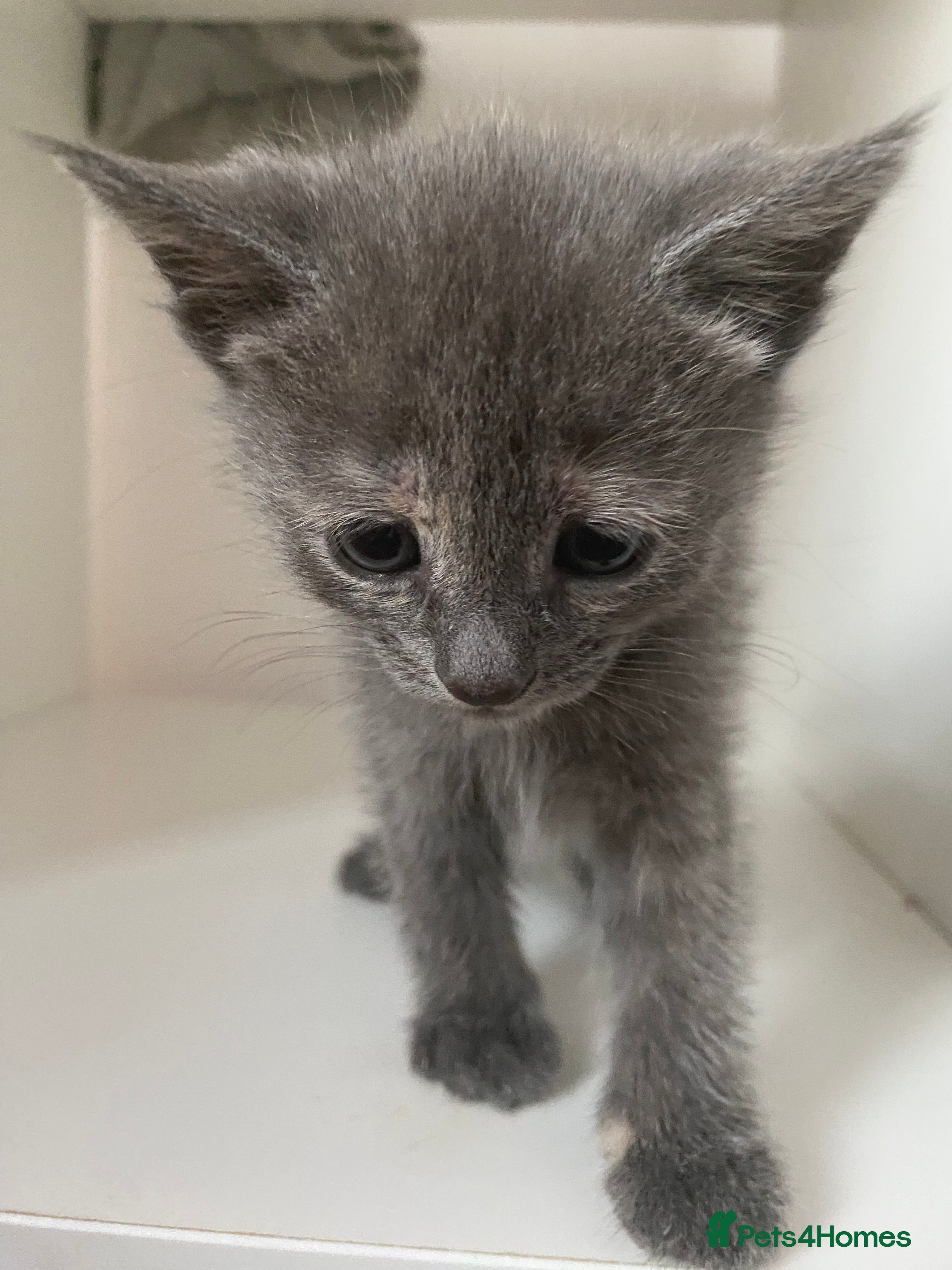 British Shorthair cats Stunning Litter of 7 Kittens Available to Reserve - Advert 11