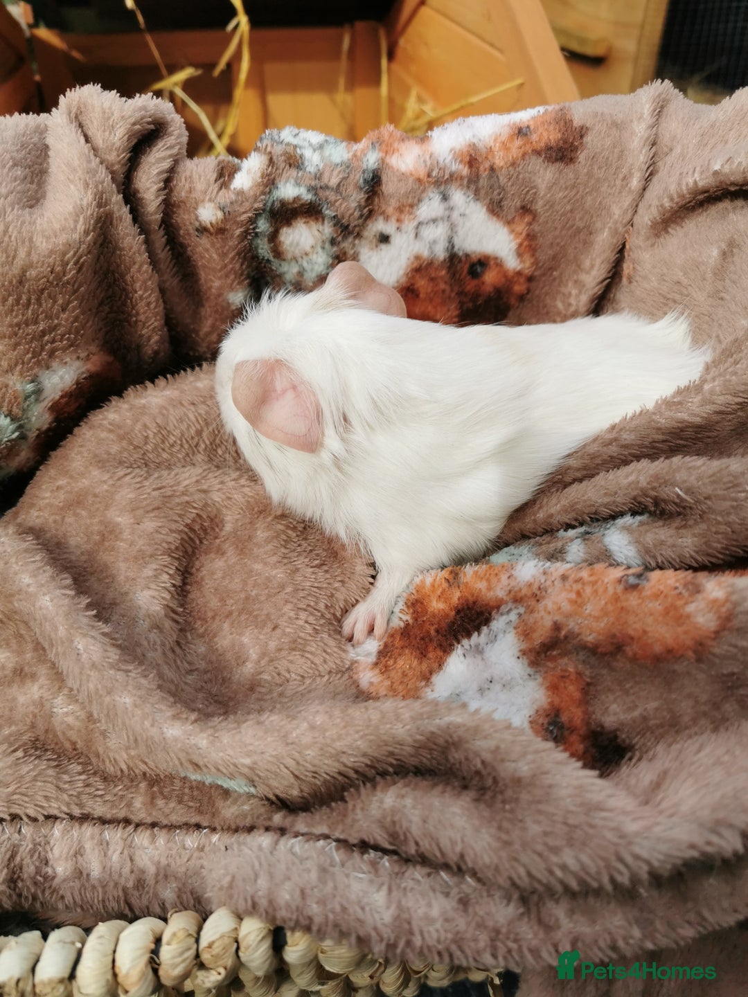 Guinea Pig rodents for sale: Pair of Brother Guinipigs 4 weeks old - Image 7