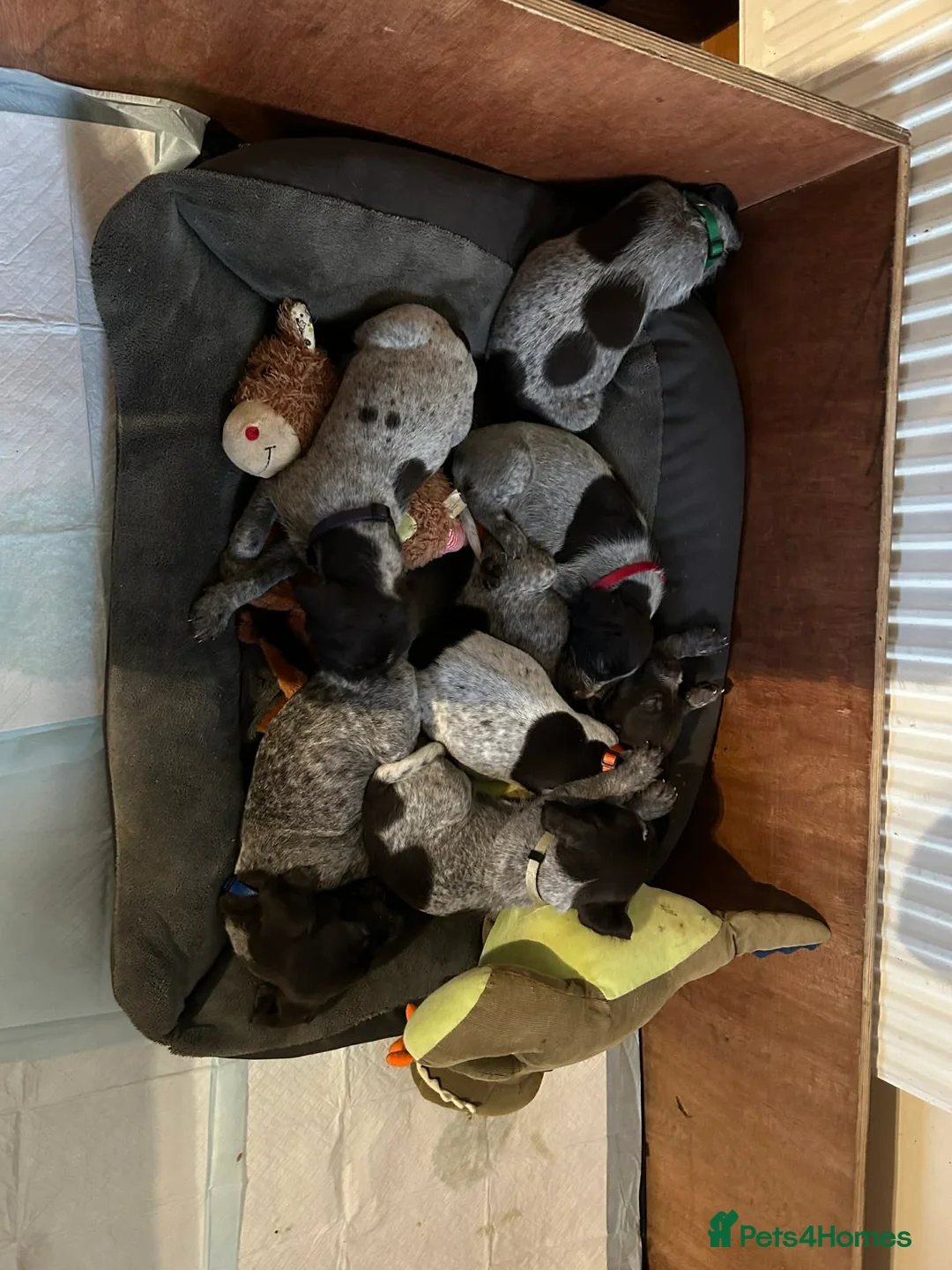 Mixed Breed dogs for sale: German pointers  - Advert 16