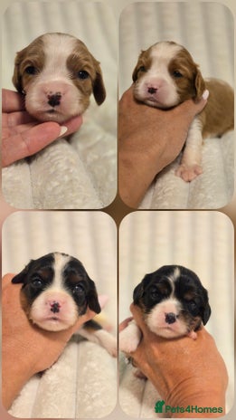Cavalier King Charles Spaniel dogs - Advert 12