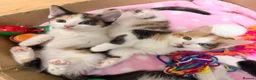 Mixed Breed cats for sale: Kittens for Sale  - Advert 5