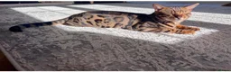 Bengal cats for sale: Atesh - Advert 3