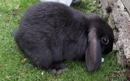 Mini Lop rabbits for sale: Gorgeous Mini Lop X French Bunnies Ready to Go! - Image 24