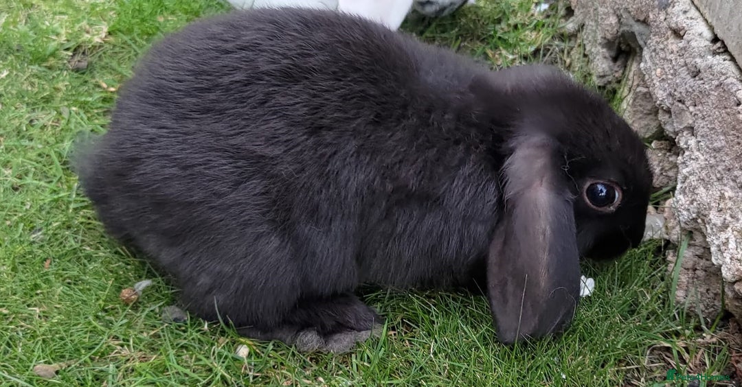 Mini Lop rabbits for sale: Gorgeous Mini Lop X French Bunnies Ready to Go! - Image 24