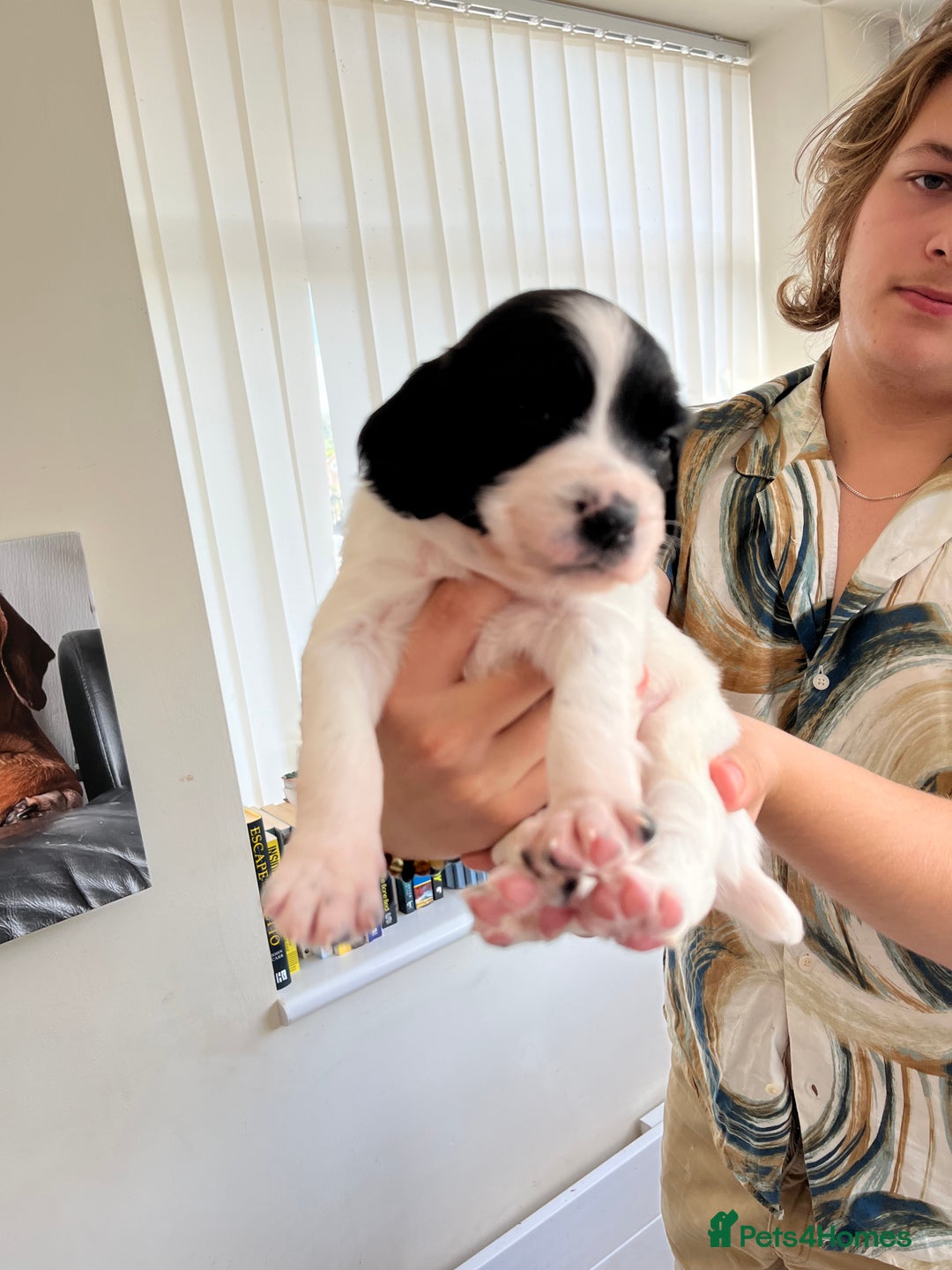 English Springer Spaniel dogs for sale: Beautiful springer spaniel puppies - Image 15