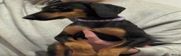Mixed Breed dogs for sale: Myla Lurcher x Doberman - Advert 9