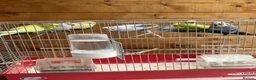 Budgerigars birds for sale: Male Budgies Exchange in Bracknell - Advert 1