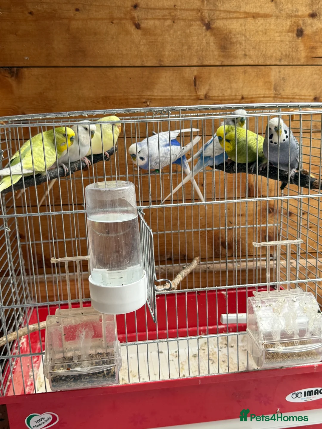 Budgerigars birds for sale: Male Budgies Exchange in Bracknell - Advert 1