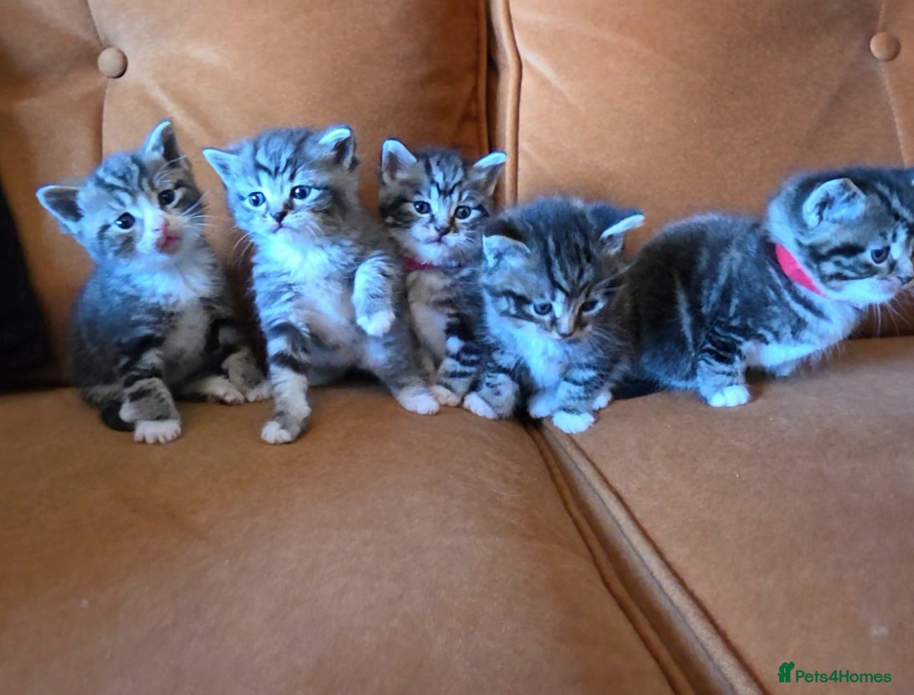 British Shorthair cats Beautiful British shorthair x  - Advert 1