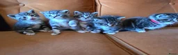 British Shorthair cats for sale: Beautiful British shorthair x  - Advert 1