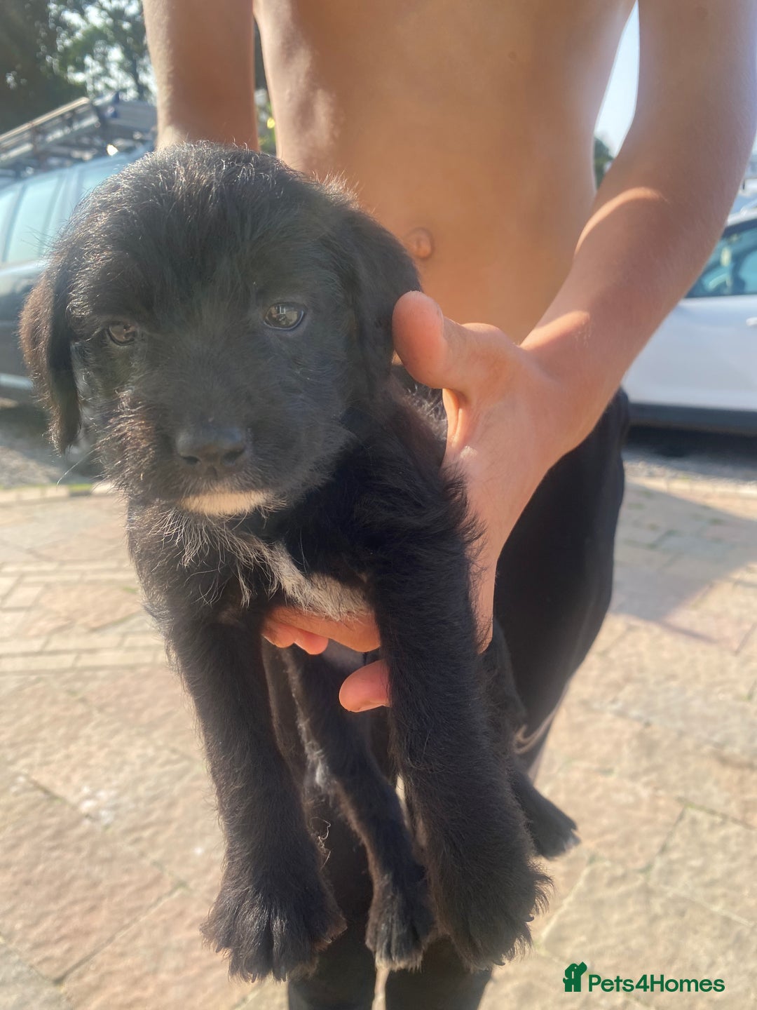 Mixed Breed dogs for sale: Puppys - Image 3