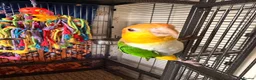 Parrots birds for sale: Yellow-Sided Caique – Cage, Toys & Food Included in Middlesbrough - Advert 3