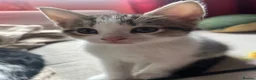 Mixed Breed cats for sale: Tabby’s  - Advert 6