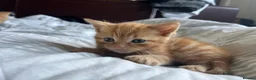 American Shorthair cats for sale: Kittens for sale - Advert 13