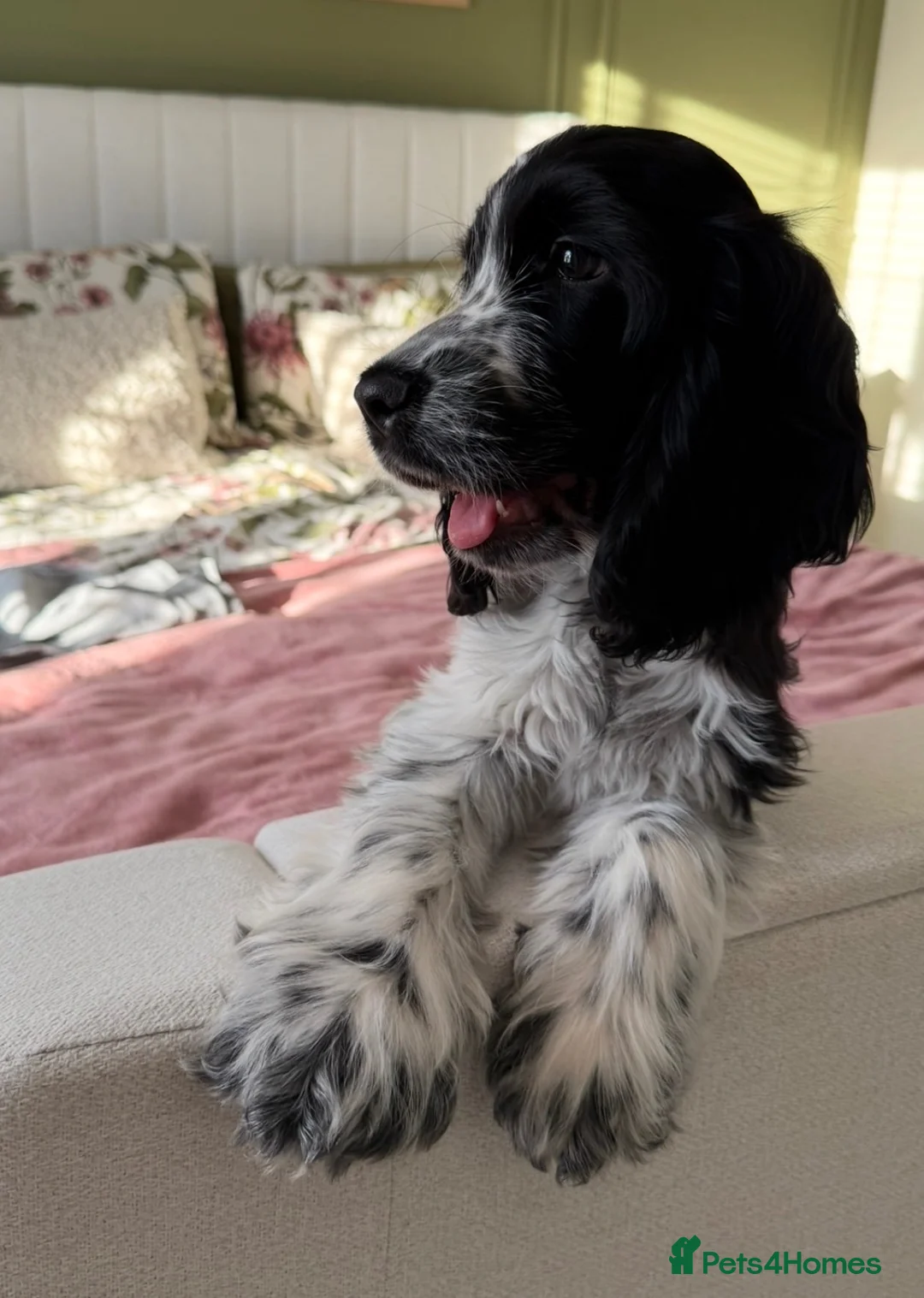 Cocker Spaniel dogs for sale: Blue Roan Cocker Spaniel in Northwich - Advert 2