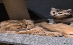 Scottish Fold cats for sale: 💙🩷LAST 2 SCOTTISH KITTENS ✅️TICA reg - Image 28